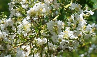 Lagerstroemia or Crepe Myrtle