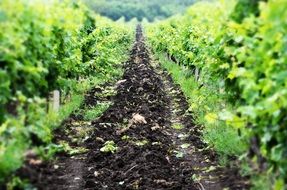 road between the rows of the vineyard