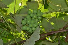 unripe green grapes on the vine closeup