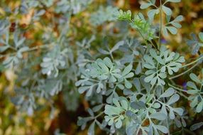Common Rue Herb closeup