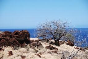 nice Hawaii Ocean