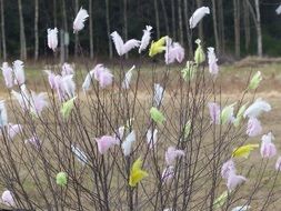 Easter feathers in spring on a bush close-up