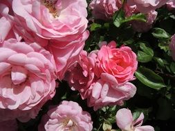magical Pink Rose Flower