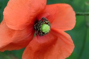 red poppy with black core closeup