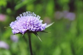 pincushion flower on blurry background close-up