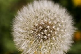 dandelion macro shot