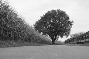 big tree in black and white landscape