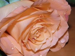 magnificent fresh pink Rose