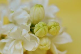 white lush flowering of a lilac