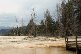 Yellowstone forest trees Landscape