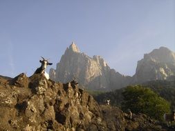 mountain goat in the mountains of south tyrol