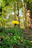 Yellow dandelion in the forest in spring