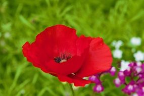 red poppy on a green flower meadow closeup