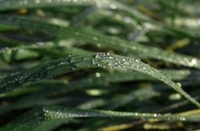 dew drops on the grass