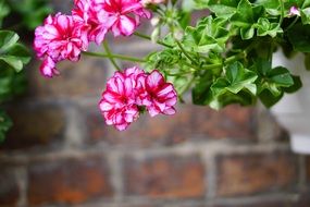 Pink Flowers Geranium Plant