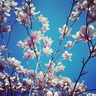 blooming flowers spring season