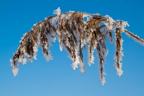 frosted dry cane seed head at sky