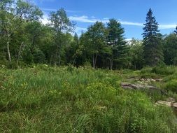 green nature in solar spring