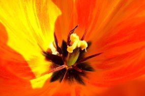 fiery red tulip close