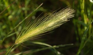 Macro photo of wild plant