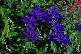vivid blue Flower in Early Summer