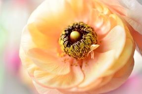 close up of a light orange ranunculi