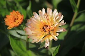 magnificent Ice Plant