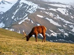 brown deer in the mountains of colorado