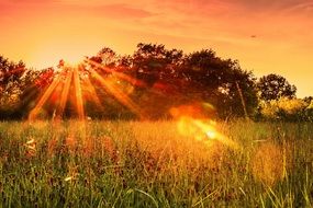 magnificent Clover Sunset