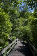 Trees Boardwalk Trail