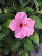 pink hibiscus on a green bush