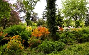 landscape of beautiful park plants in spring