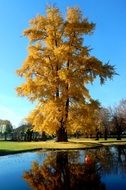 tall beautiful Golden Tree in park at calm water