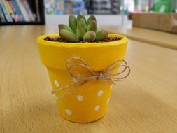 succulent plant in a yellow pot