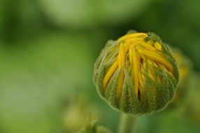 blooming flowerhead