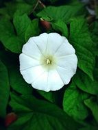 white clematis among green leaves close-up