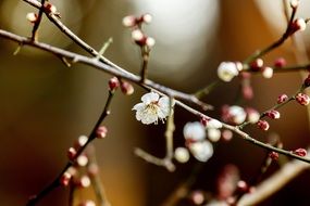 magnificent Plum flower