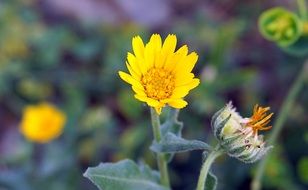 Closeup photo of spring Yellow Flower