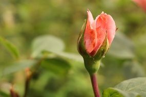 delicate rose bud