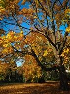 golden autumn in park in October