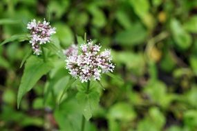 Cicuta Maculata in spring