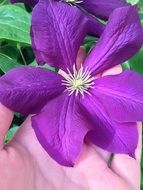purple Clematis Flower Nature Plant