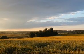 yellow-green field on a quiet plain