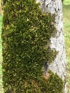 green moss on a tree trunk in the garden