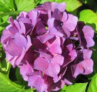 purple hydrangea on a green bush