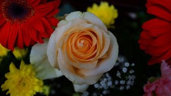 gerberas, roses and chrysanthemums in a bouquet