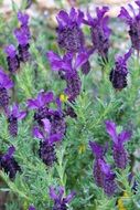 wild purple flowers