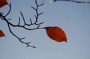 red Autumn Leaf at grey Sky