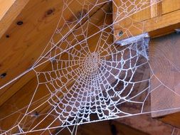 cobweb on the house