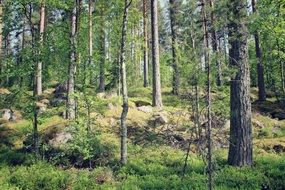 Summer forest in Finland